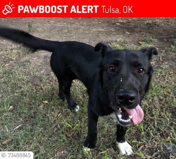 Lost Male Dog last seen Admiral and Mingo, Tulsa, OK 74128