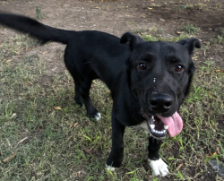 Lost Male Dog last seen Admiral and Mingo, Tulsa, OK 74128
