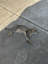 Found/Stray Male Cat last seen FM 1960 W, Klein, TX 77379