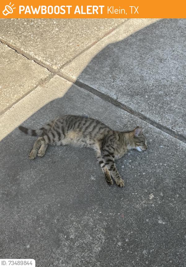 Found/Stray Male Cat last seen FM 1960 W, Klein, TX 77379