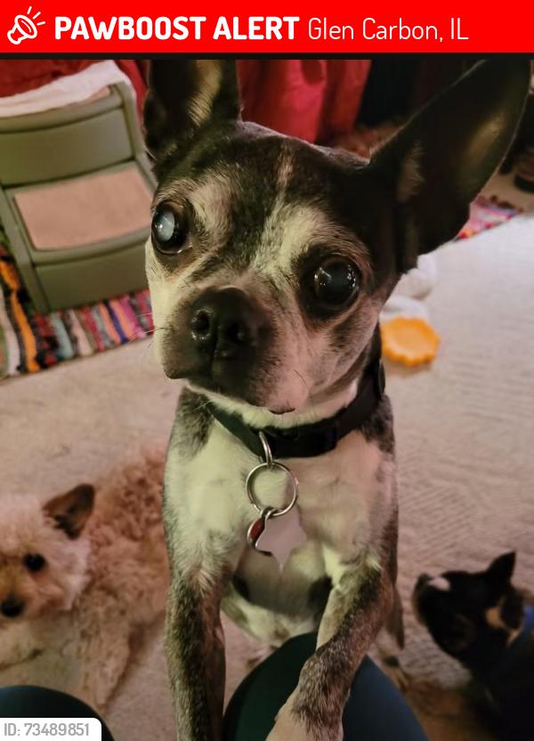 Lost Female Dog last seen Meridian, Glen Carbon, IL 62034