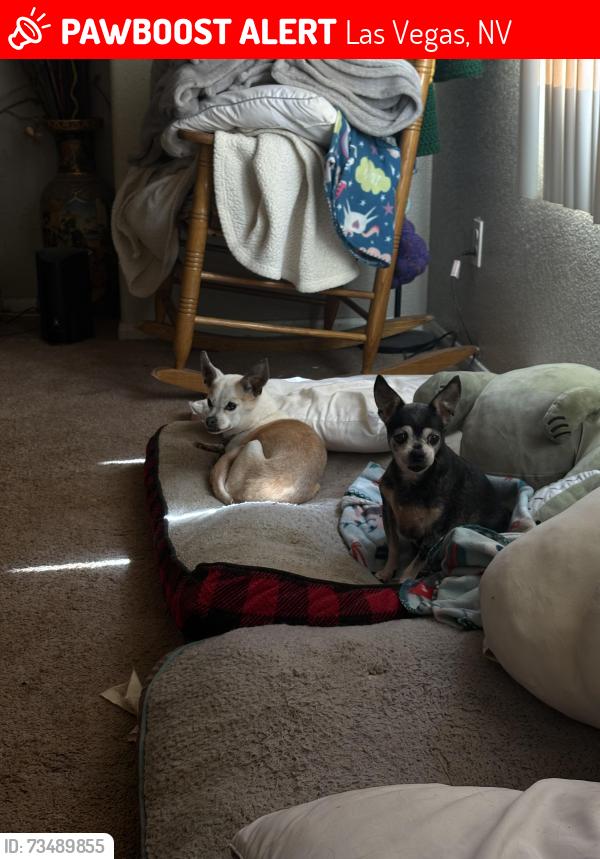 Lost Female Dog last seen Near Monterey, Las Vegas, NV 89146