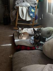 Lost Female Dog last seen Near Monterey, Las Vegas, NV 89146