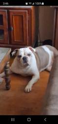 Reunited Female Dog last seen Richey St, Pasadena, TX 77502