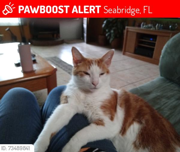 Lost Male Cat last seen John Anderson and A1A, Seabridge, FL 32176