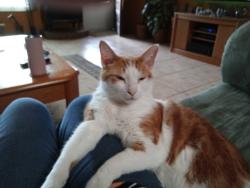 Lost Male Cat last seen John Anderson and A1A, Seabridge, FL 32176