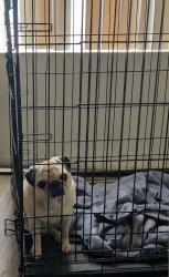 Reunited Female Dog last seen East Pueblo ave, Mesa, AZ 85208