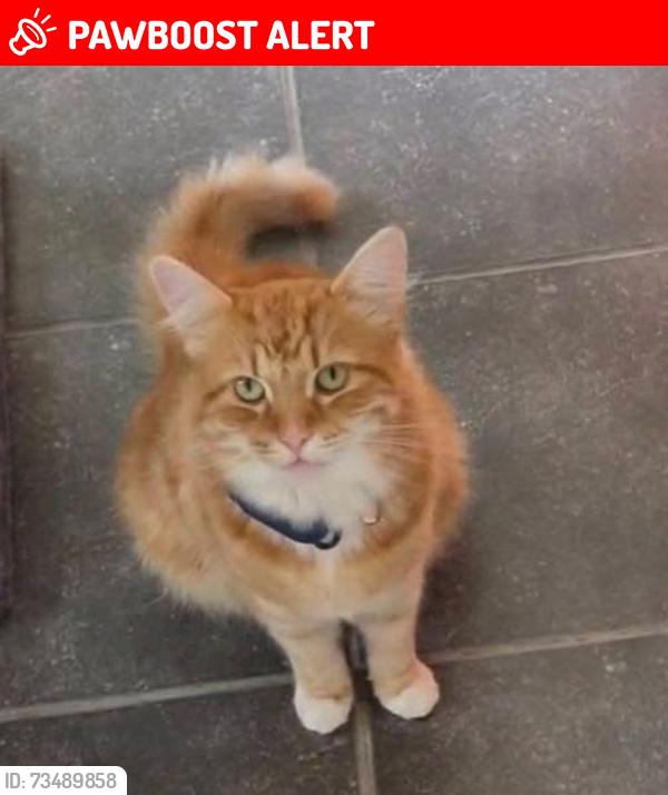 Lost Male Cat last seen Thorpe bay train station, Southend-on-Sea, England 