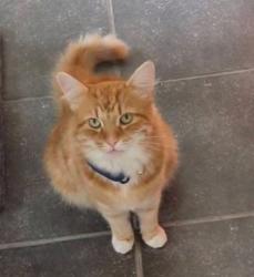 Lost Male Cat last seen Thorpe bay train station, Southend-on-Sea, England 