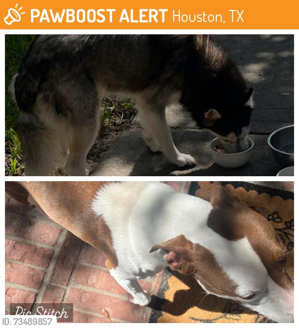 Found/Stray Unknown Dog last seen Stonegate… crimson Canyon, Houston, TX 77095