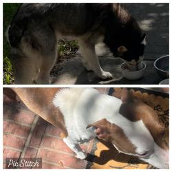Found/Stray Unknown Dog last seen Stonegate… crimson Canyon, Houston, TX 77095