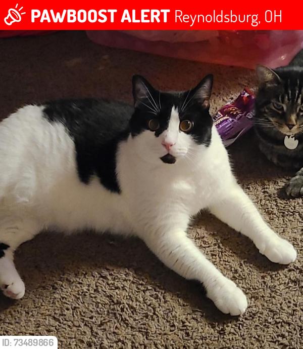 Lost Male Cat last seen Lancaster Ave., Ardsley Ridge apmts, Reynoldsburg, OH 43068