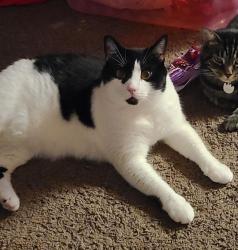 Lost Male Cat last seen Lancaster Ave., Ardsley Ridge apmts, Reynoldsburg, OH 43068