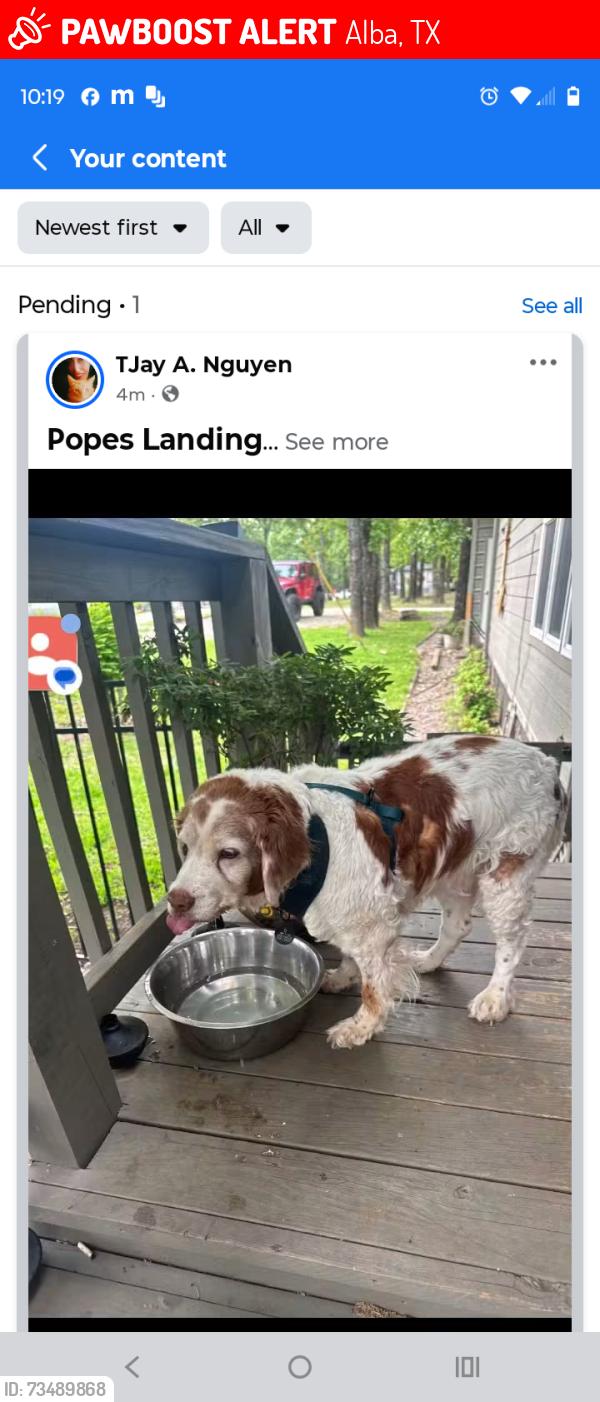 Lost Female Dog last seen Popes Landing, Alba, TX 75410