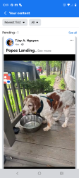 Lost Female Dog last seen Popes Landing, Alba, TX 75410