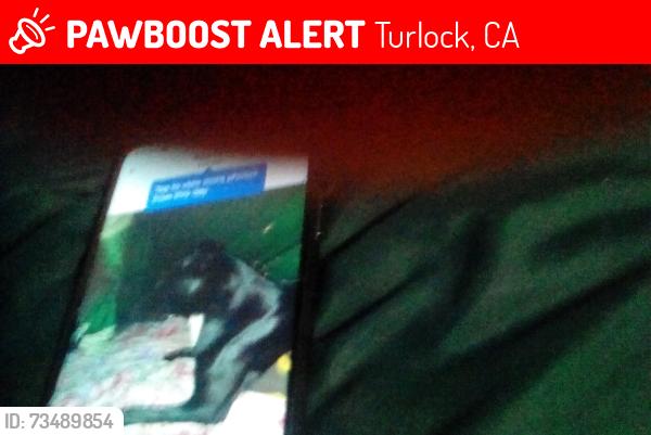 Lost Male Dog last seen gondensate blvd Turlock cA, Turlock, CA 95380