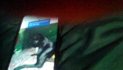 Lost Male Dog last seen gondensate blvd Turlock cA, Turlock, CA 95380
