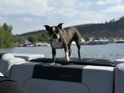 Reunited Male Dog last seen Ida, Centennial, CO 80015