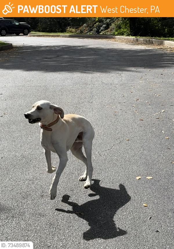Found/Stray Unknown Dog last seen Falcon Lane, West Chester, PA 19382