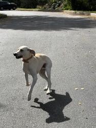 Found/Stray Unknown Dog last seen Falcon Lane, West Chester, PA 19382