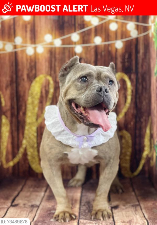Lost Female Dog last seen Rhodes Ranch, Las Vegas, NV 89148