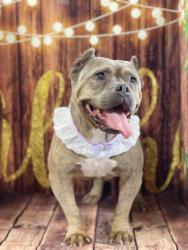 Lost Female Dog last seen Rhodes Ranch, Las Vegas, NV 89148