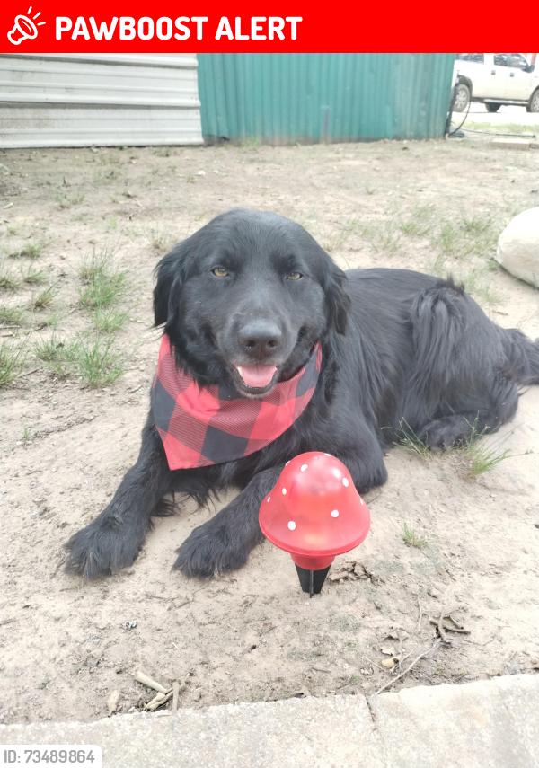 Lost Male Dog last seen A church is located near by, Henderson County, TX 75148