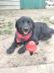 Lost Male Dog last seen A church is located near by, Henderson County, TX 75148