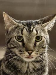 Reunited Male Cat last seen Rocky point rd & sanga, Memphis, TN 38018