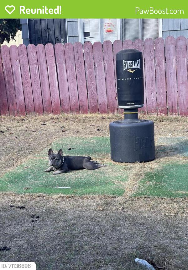 Reunited Male Dog last seen Near G St, Chula Vista, CA 91910, USA, Chula Vista, CA 91910
