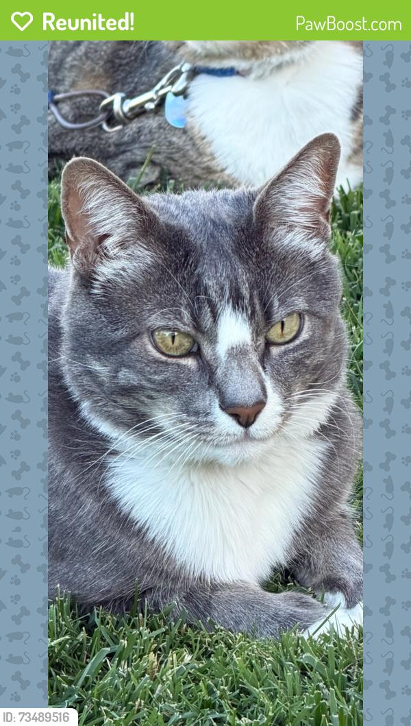Reunited Male Cat last seen Rose Street and Rio Robles Ave, Sacramento County, CA 95838