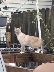 Reunited Male Cat last seen 9th and Oklahoma, Milwaukee, WI 53215