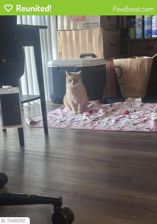 Reunited Male Cat last seen Near garston court, Cockeysville, MD 21030