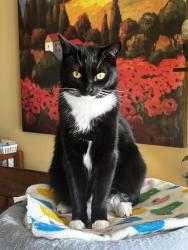 Lost Female Cat last seen Conrad Street, San Francisco, CA 94131