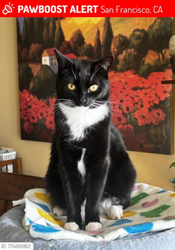 Lost Female Cat last seen Conrad Street, San Francisco, CA 94131