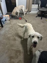 Found/Stray Male Dog last seen Askew, Kansas City, MO 64132