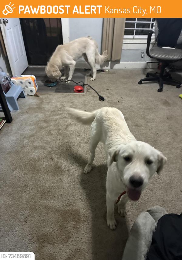 Found/Stray Male Dog last seen Askew, Kansas City, MO 64132