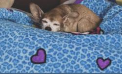 Lost Female Dog last seen Brownstown rd renick wv, Renick, WV 24966