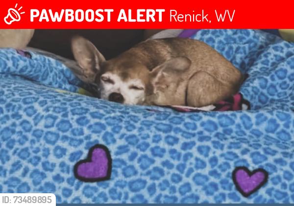 Lost Female Dog last seen Brownstown rd renick wv, Renick, WV 24966