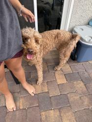 Reunited Female Dog last seen Buffalo/Chartan, Las Vegas, NV 89179