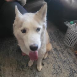 Reunited Female Dog last seen Memorial Hermann Sugar Land hosp, Sugar Land, TX 77479