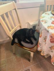 Found/Stray Female Cat last seen Near crescent st Kingston, Kingston, MA 02364