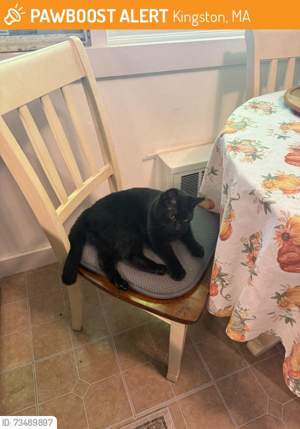 Found/Stray Female Cat last seen Near crescent st Kingston, Kingston, MA 02364