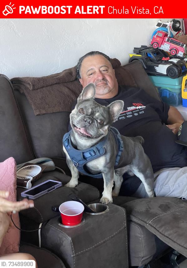 Lost Male Dog last seen G street and H street, Chula Vista, CA 91910