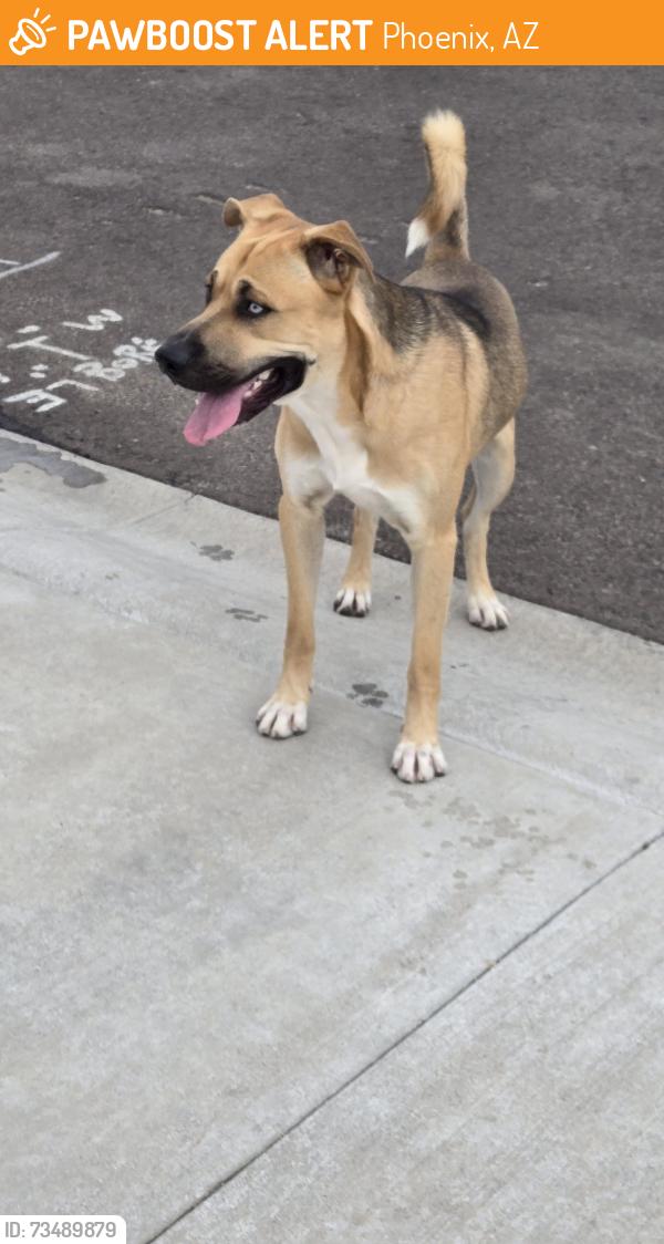 Found/Stray Male Dog last seen 99th ave and Illini St, Tolleson Az 85353, Phoenix, AZ 85353