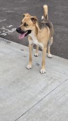 Found/Stray Male Dog last seen 99th ave and Illini St, Tolleson Az 85353, Phoenix, AZ 85353
