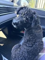 Found/Stray Male Dog last seen Flower St & Warner Ave, Santa Ana, CA 92707