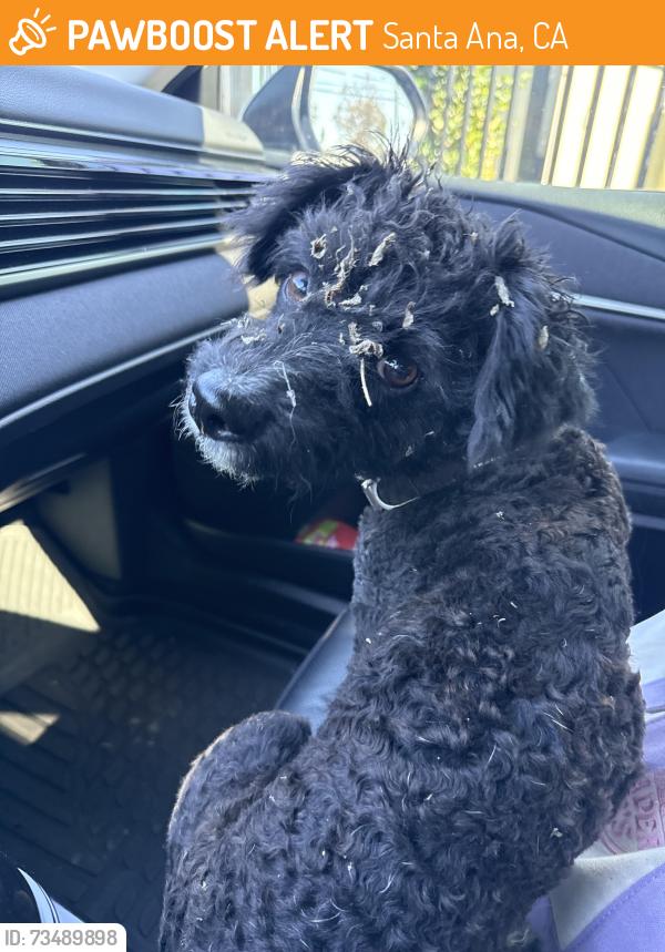 Found/Stray Male Dog last seen Flower St & Warner Ave, Santa Ana, CA 92707