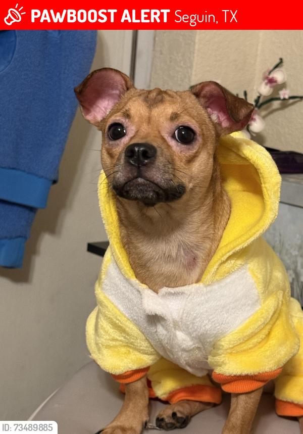 Lost Female Dog last seen 807mahan dr, Seguin, TX 78155