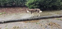 Found/Stray Unknown Dog last seen Near hutchinson st NE, Atlanta, GA 30307